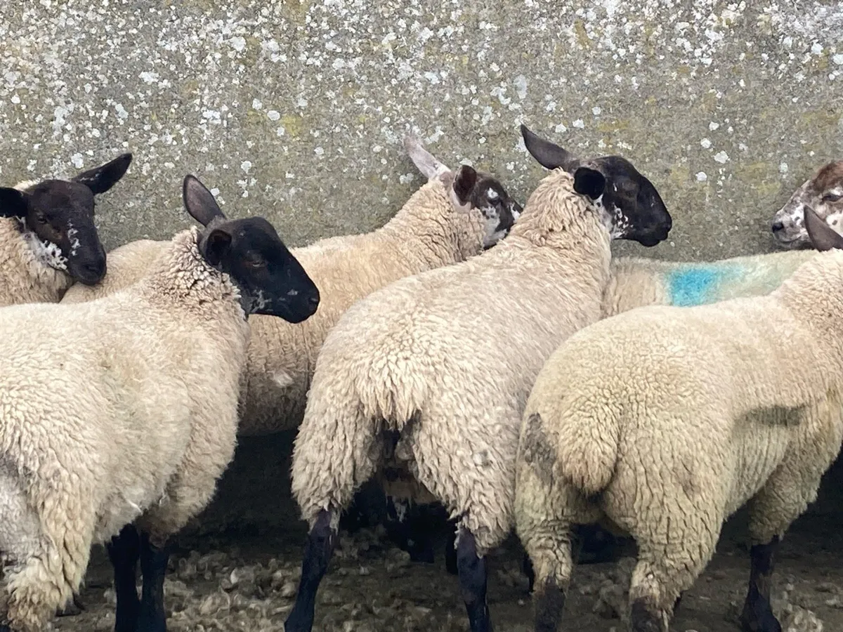 Suffolk Cheviot ewe lambs for breeding - Image 3