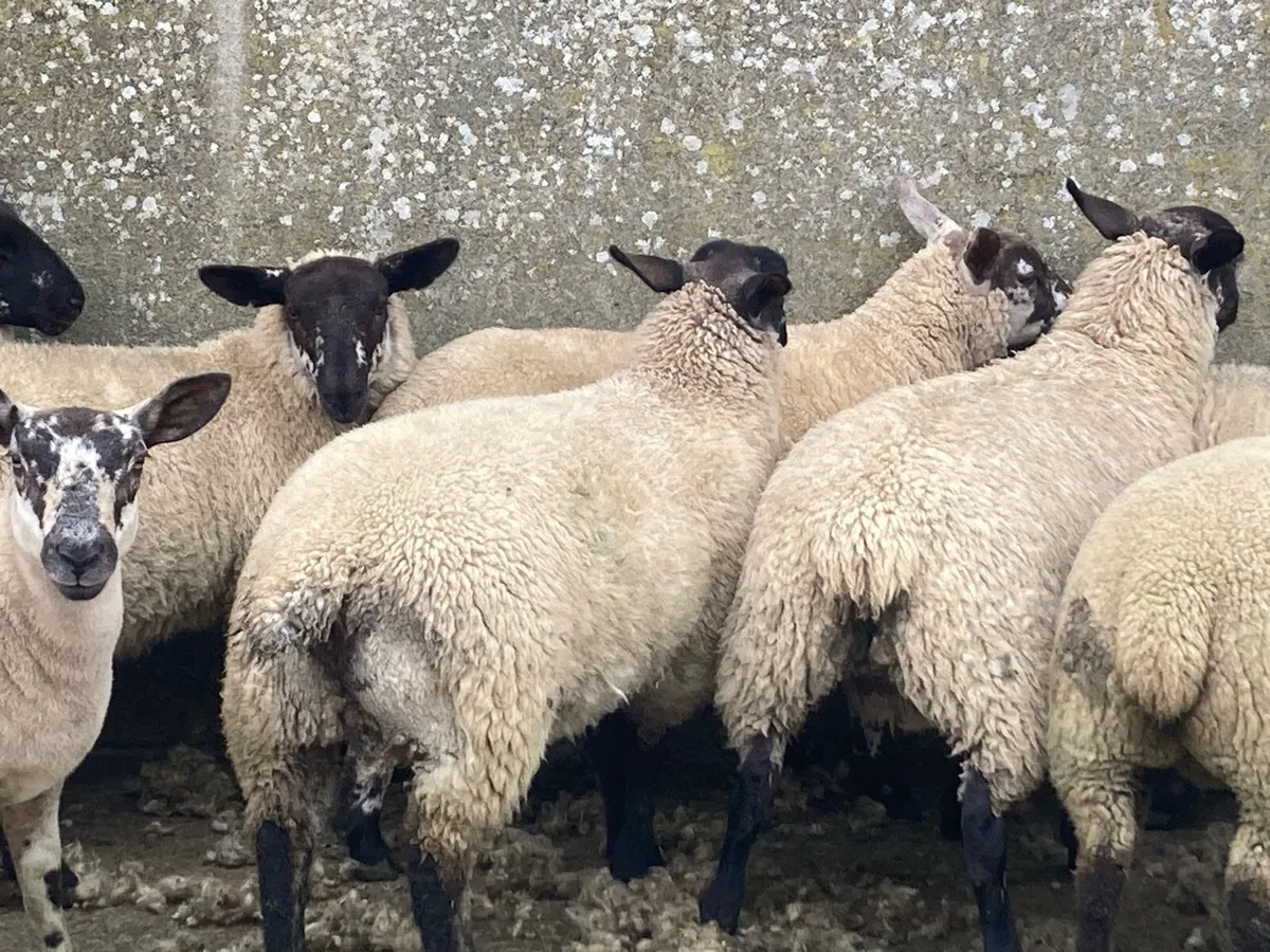 Suffolk Cheviot ewe lambs for breeding - Image 4
