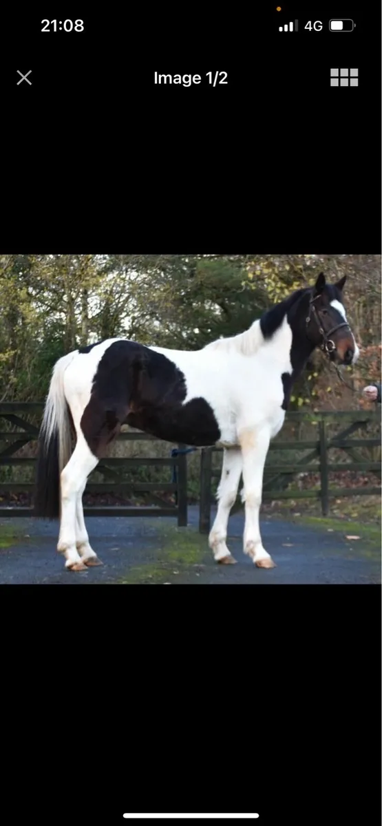 Just call me woddy 15.2 cob - Image 2