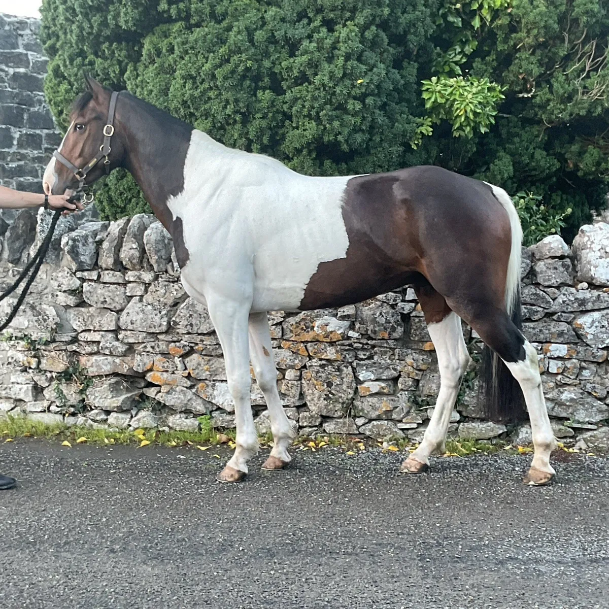 Just call me woddy 15.2 cob - Image 3