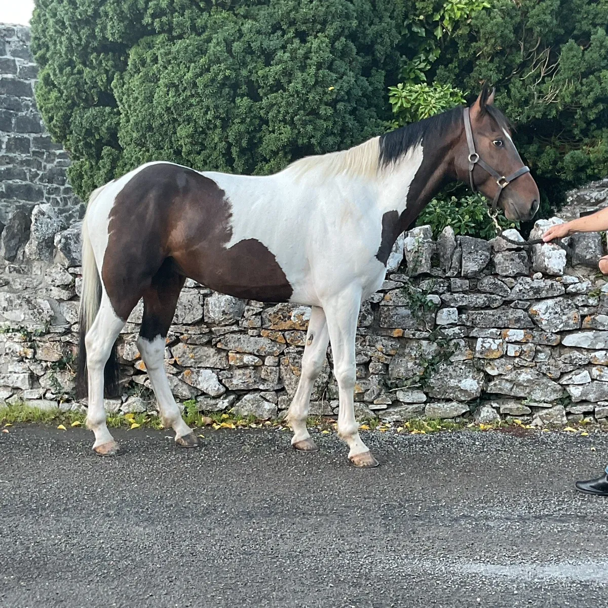 Just call me woddy 15.2 cob - Image 4