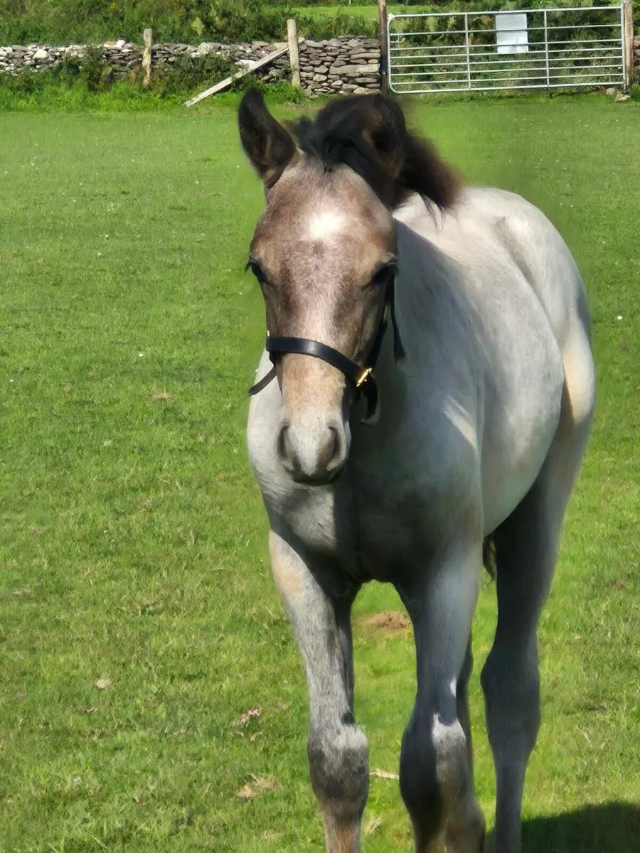 Colt foal - Image 1