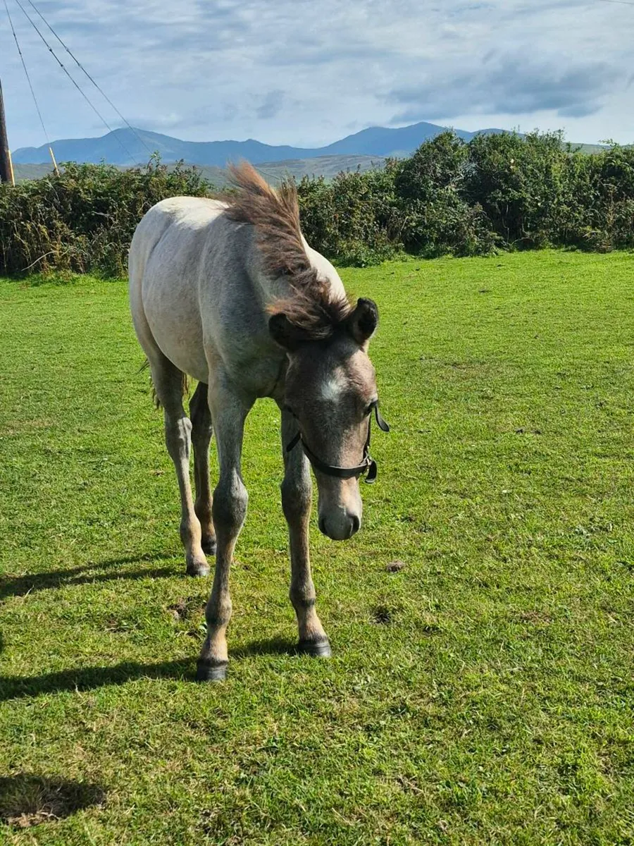 Colt foal - Image 2
