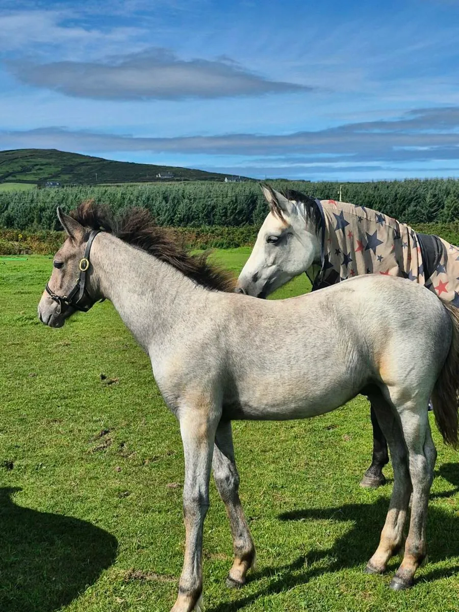 Colt foal - Image 3