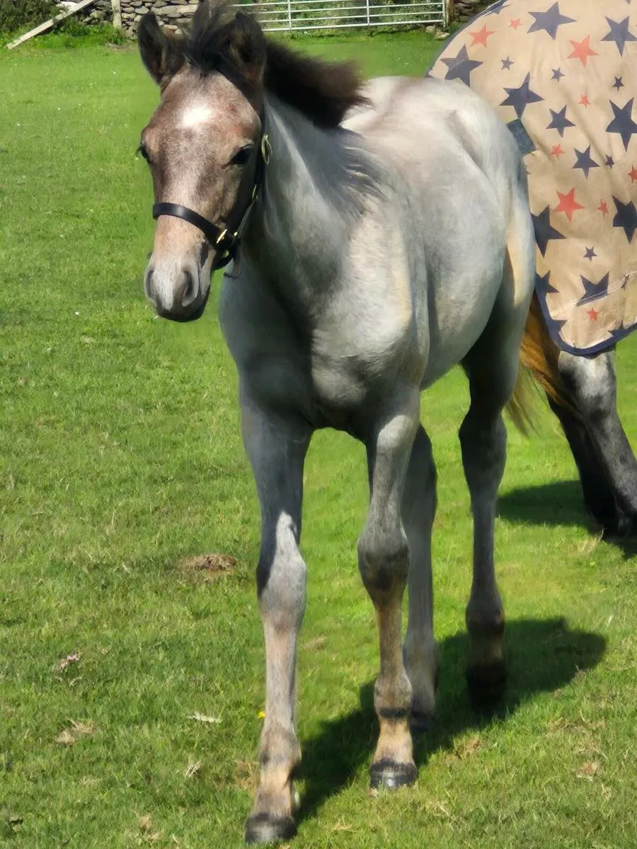 Colt foal - Image 4