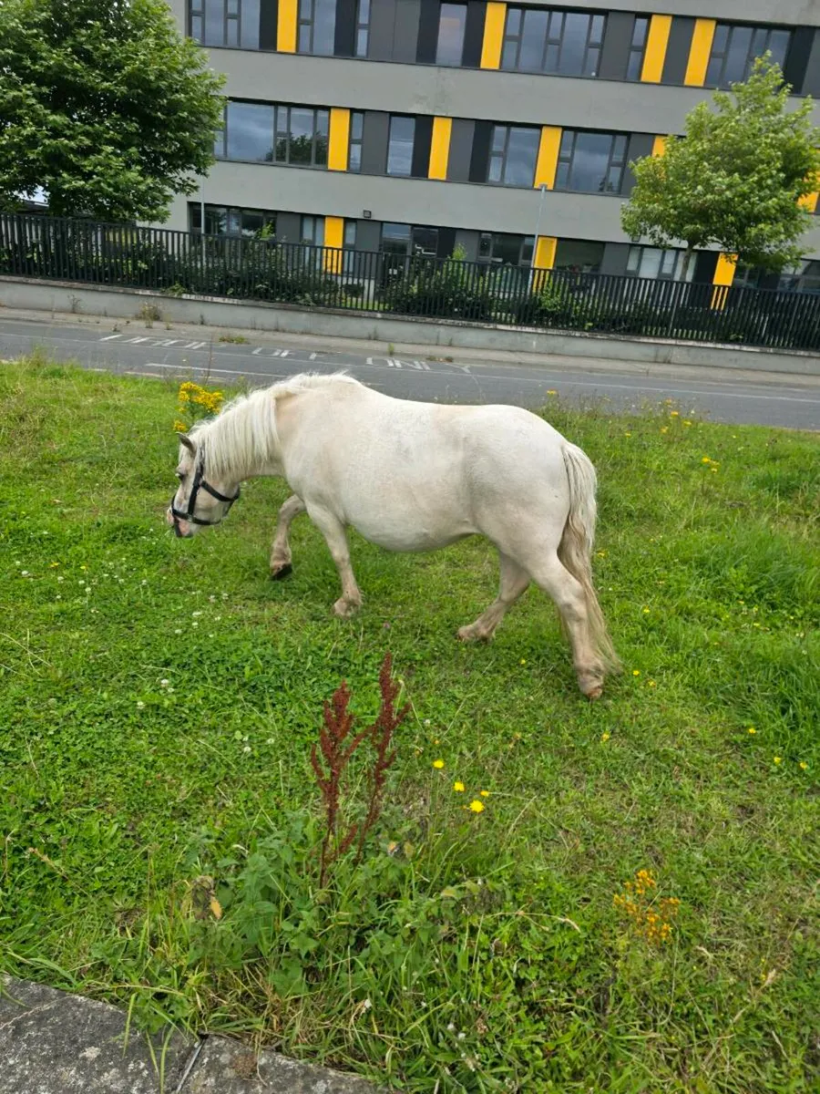 Ponies - Image 1