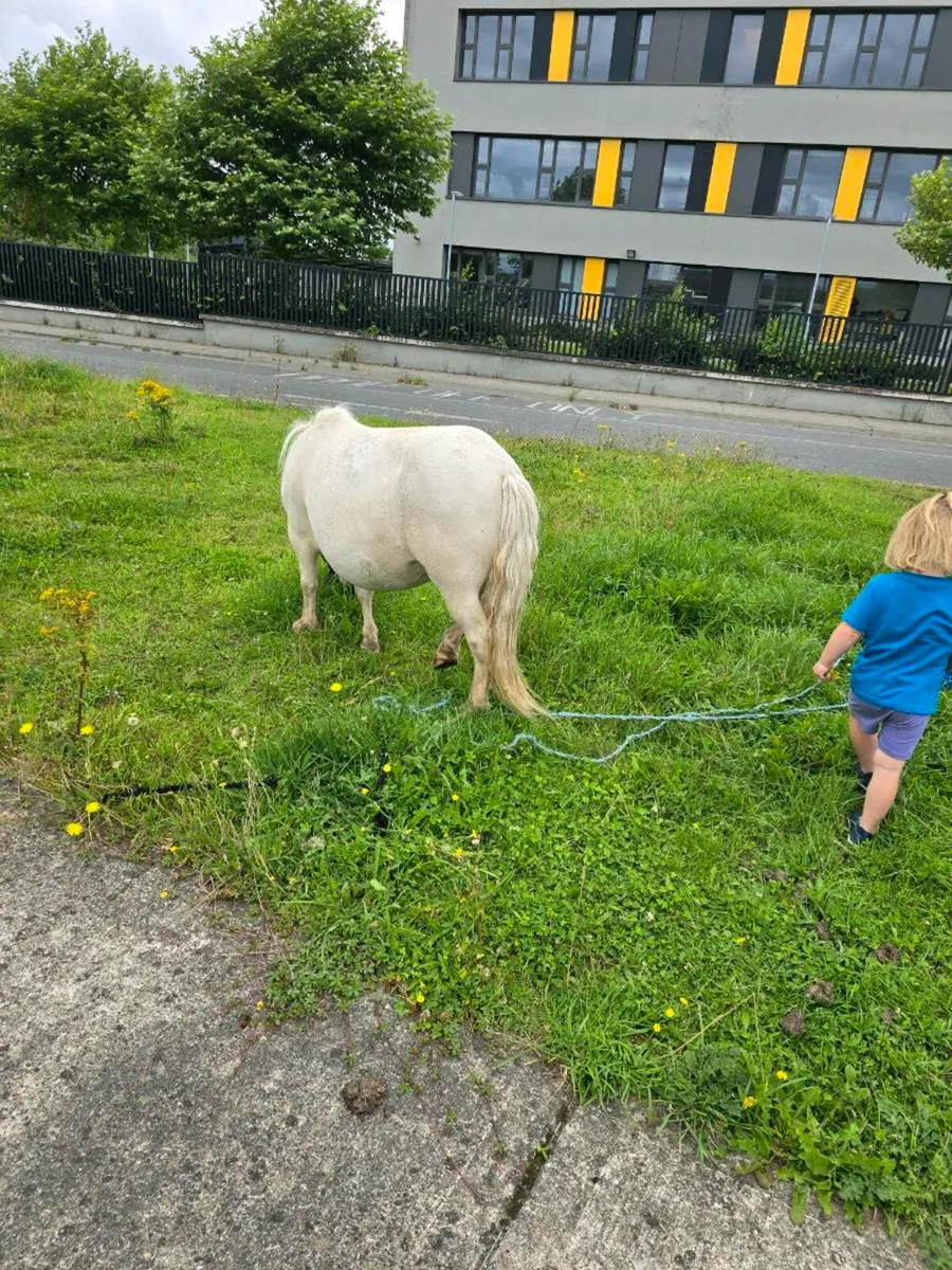 Ponies - Image 2