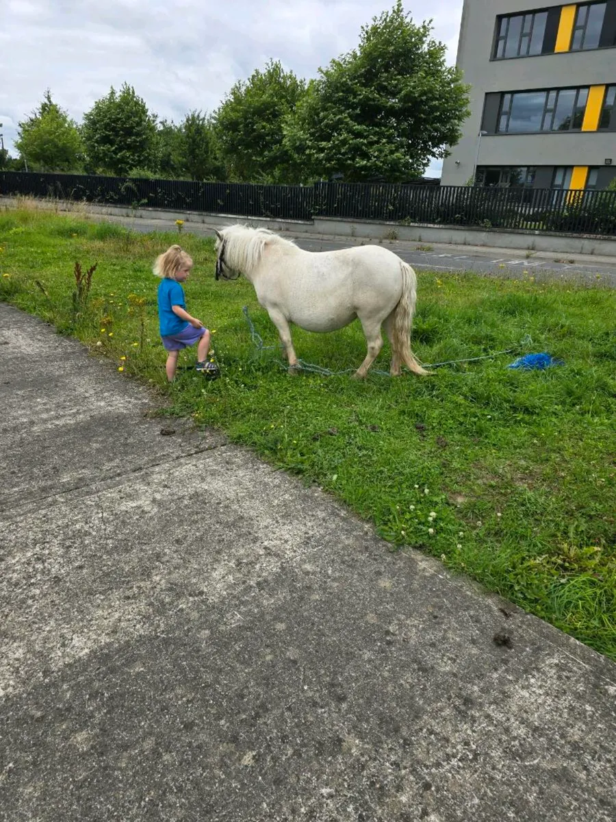 Ponies - Image 3