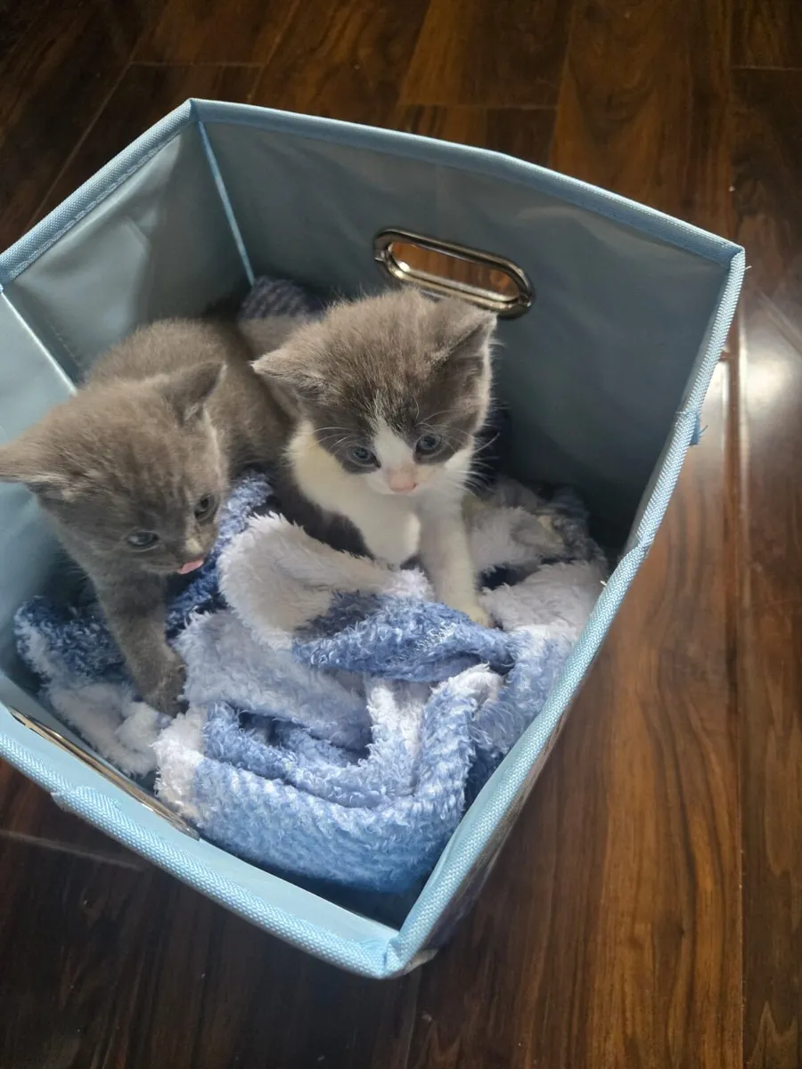 Maine coon British short hair cross kittens - Image 1