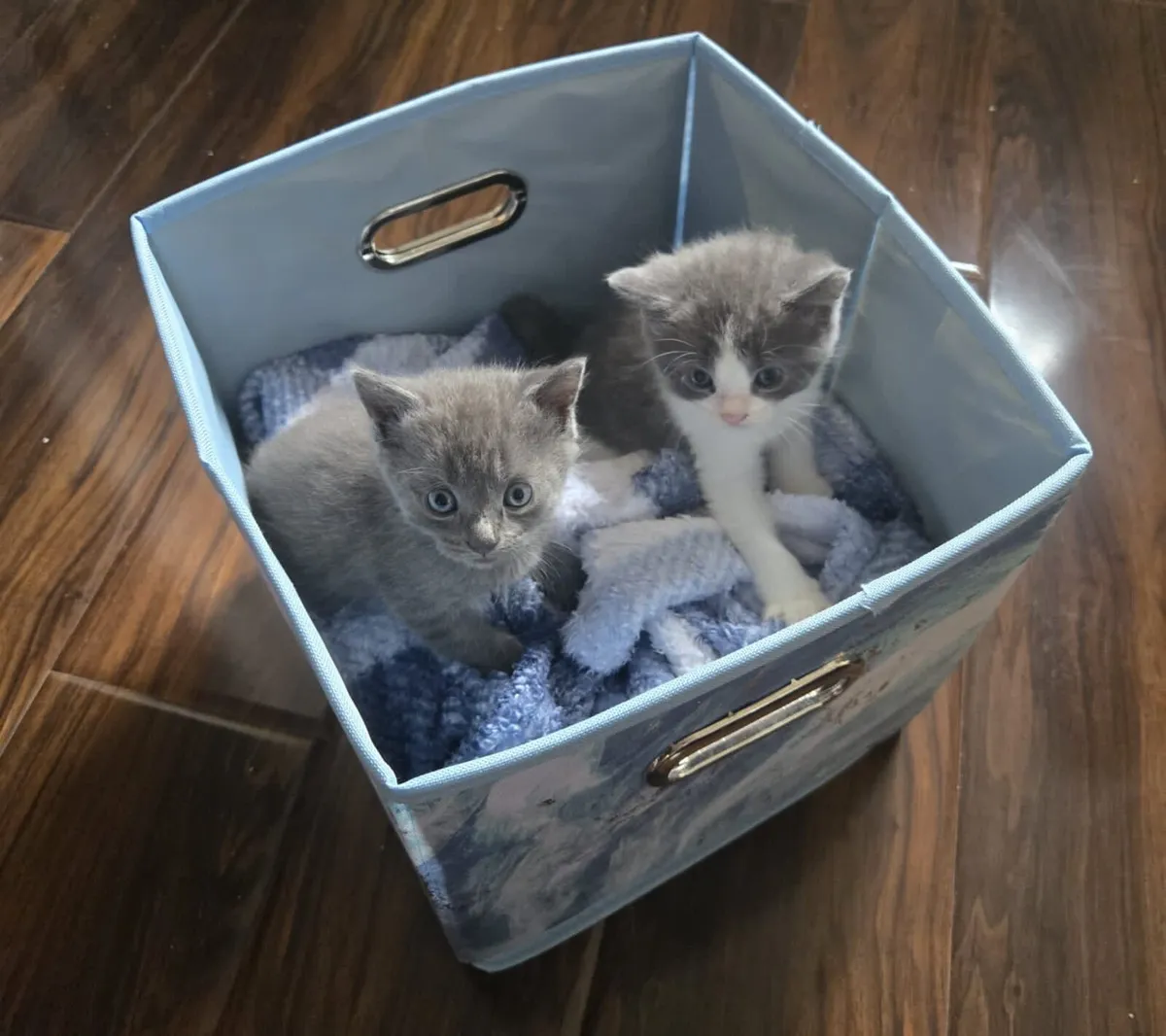 Maine coon British short hair cross kittens - Image 2
