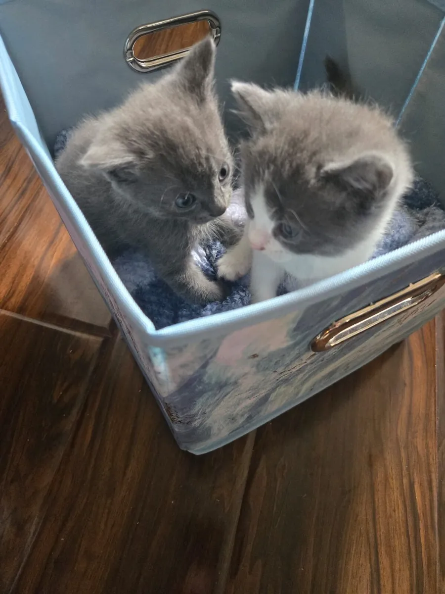 Maine coon British short hair cross kittens - Image 3