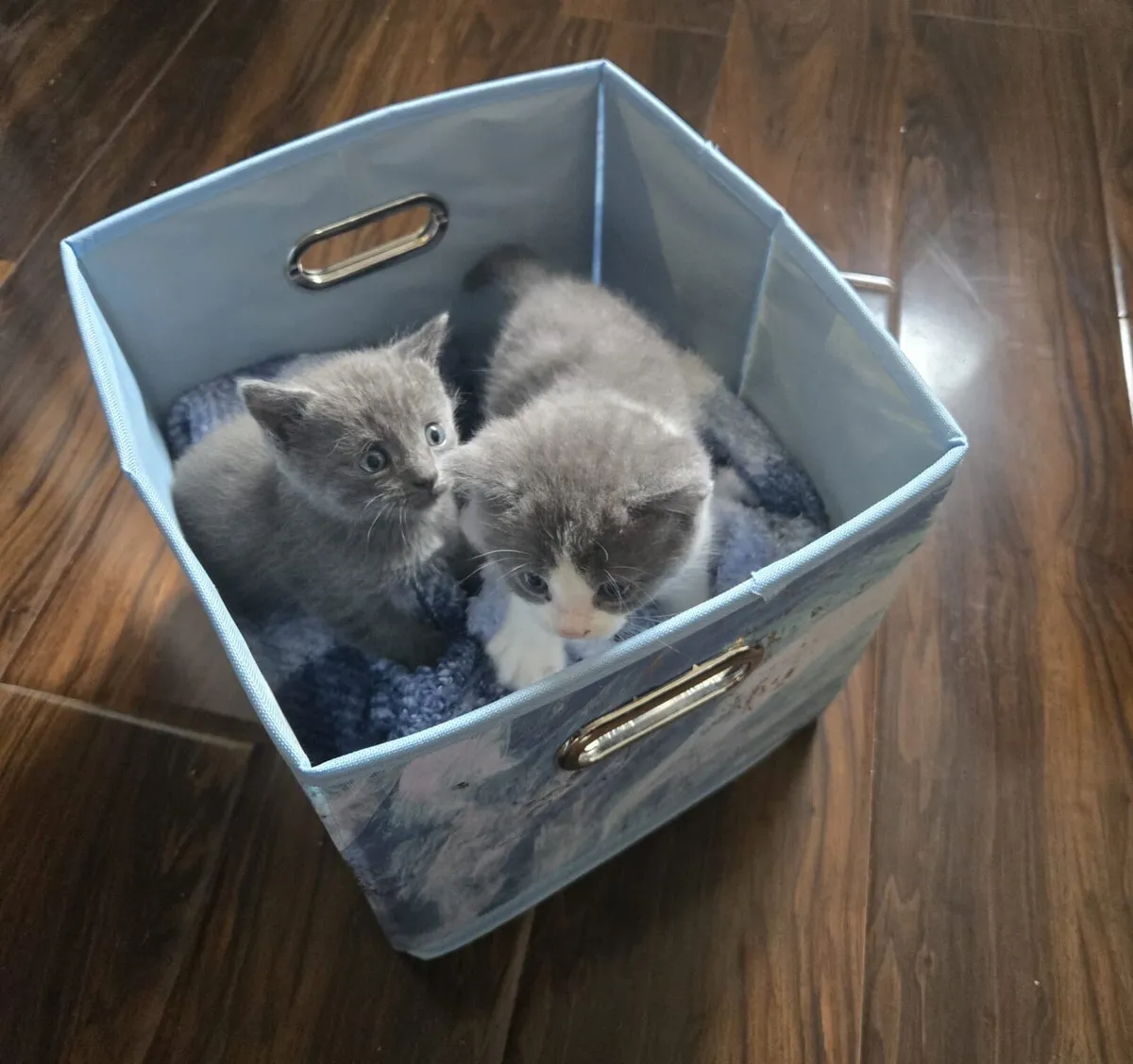 Maine coon British short hair cross kittens - Image 4