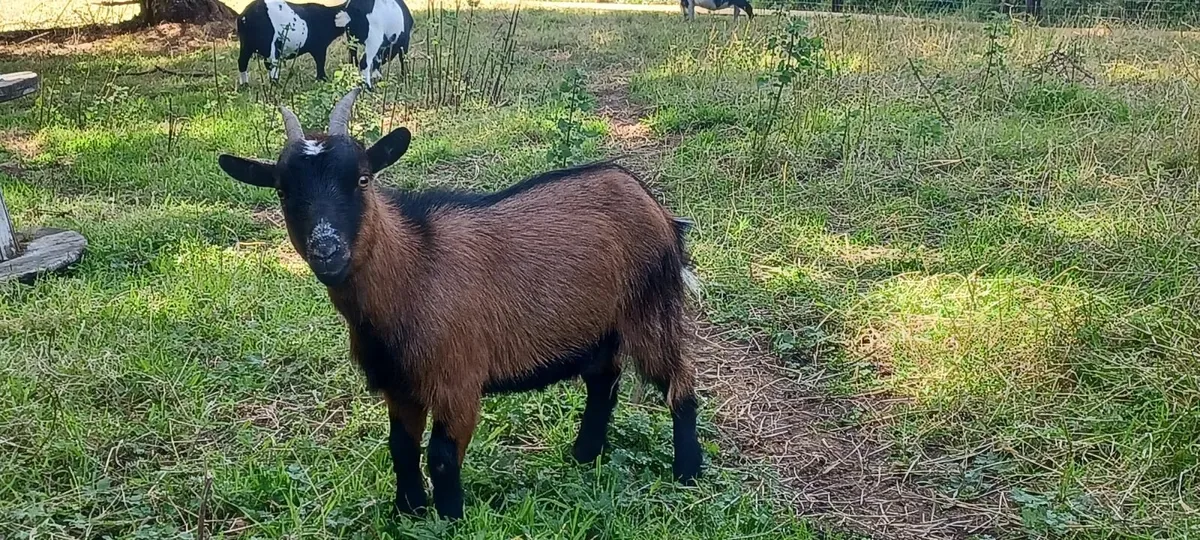 Pygmy Goat - Image 1