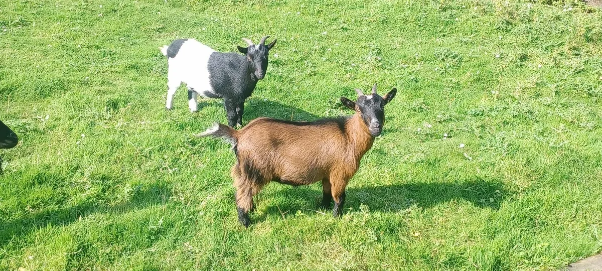 Pygmy Goat - Image 2