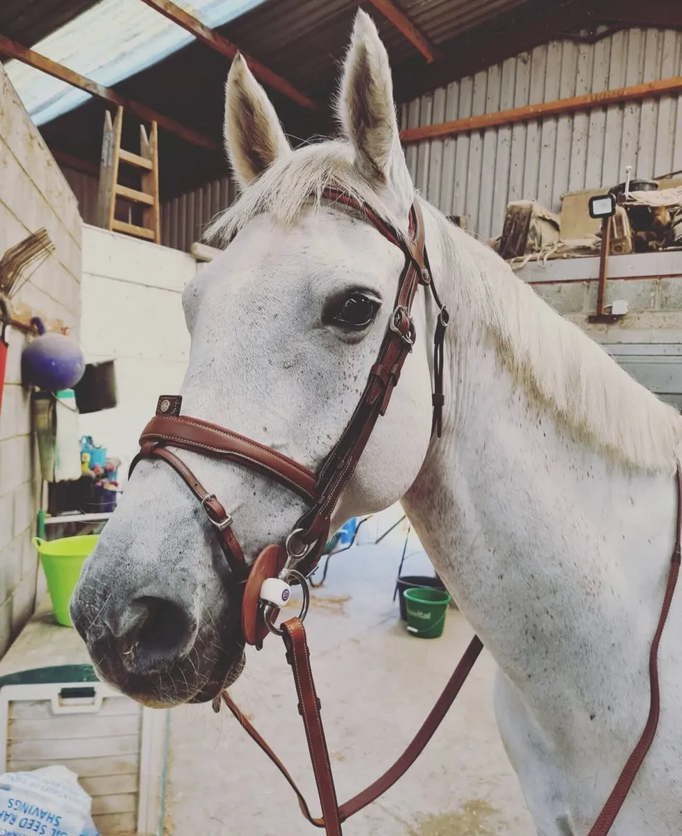 ISH mare in foal to Connemara for sale - Image 2