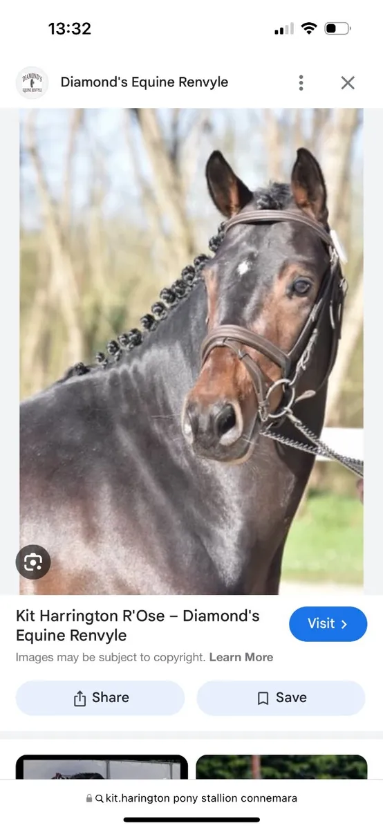ISH mare in foal to Connemara for sale - Image 3