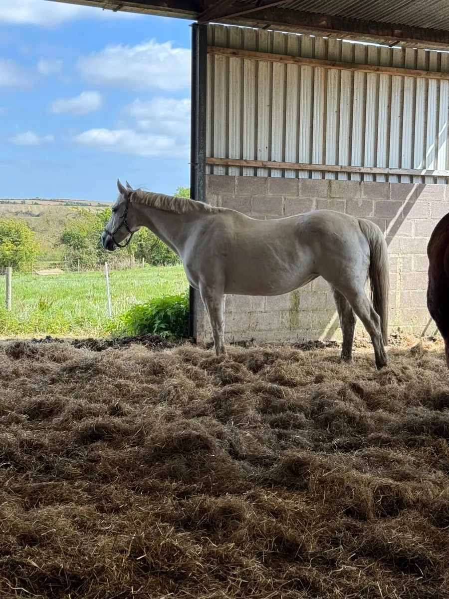 ISH mare in foal to Connemara for sale - Image 4