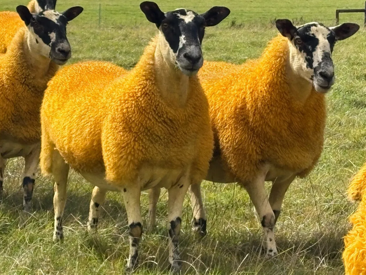 Mule and North Country Cheviot Hoggets - Image 1