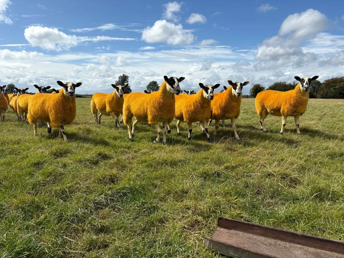 Mule and North Country Cheviot Hoggets - Image 3