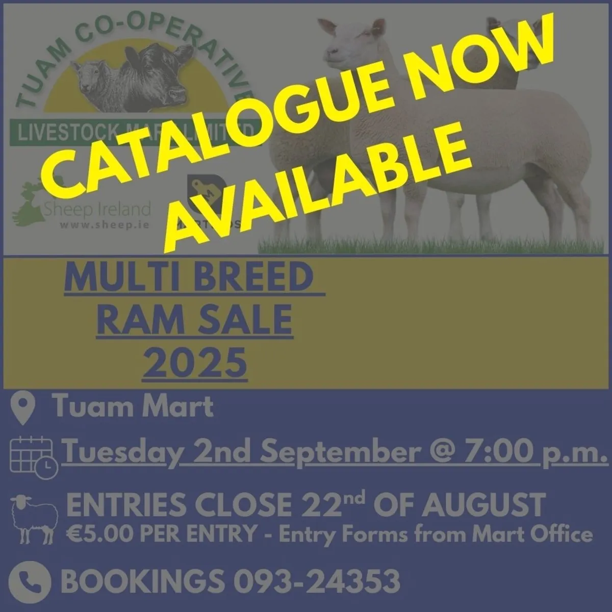 MULTI BREED RAM SALE