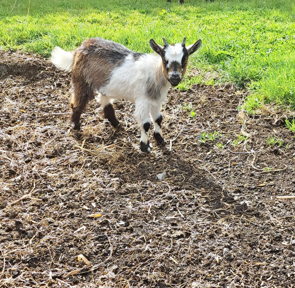 Pygmy Goat Wether Kids - Image 1