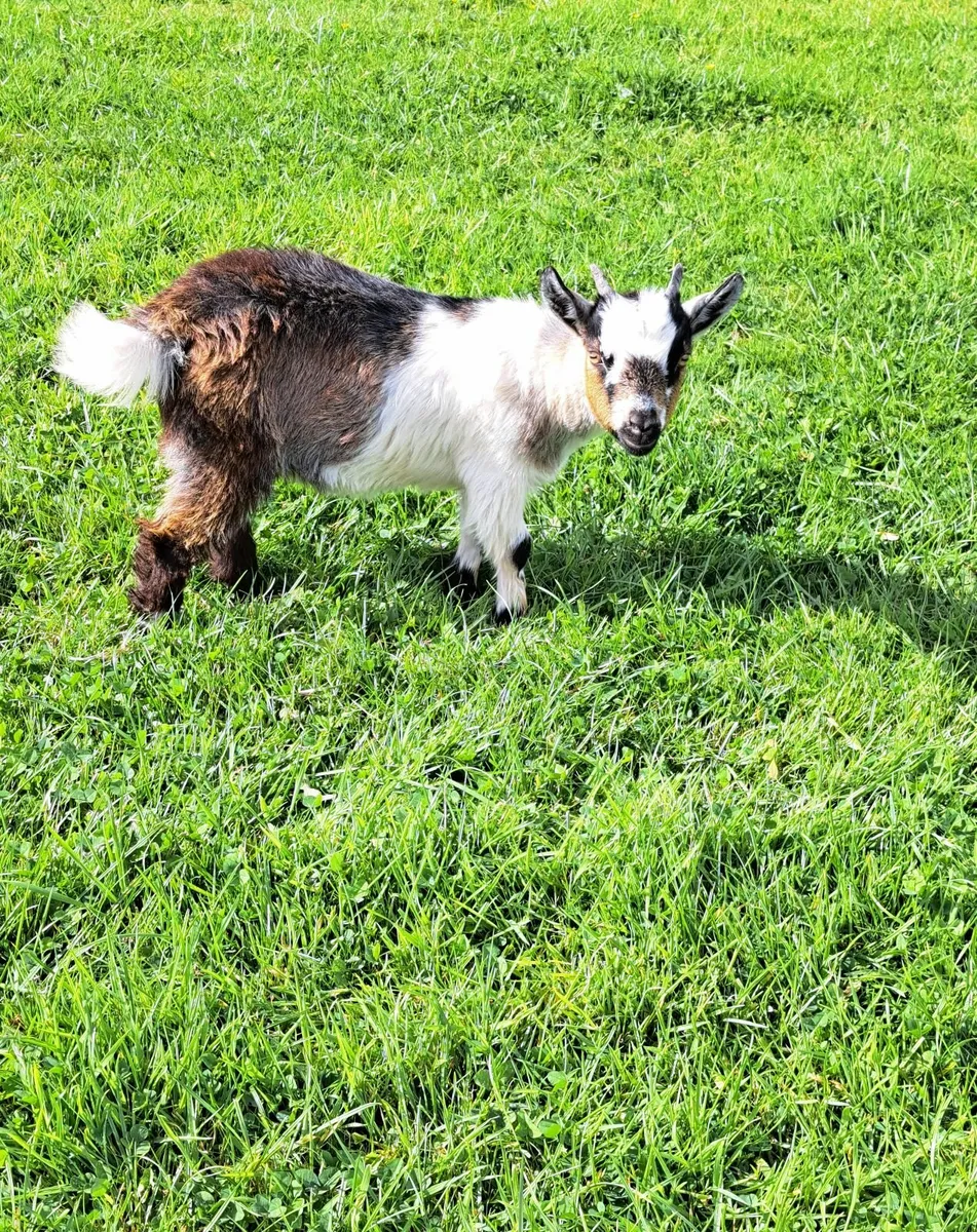Pygmy Goat Wether Kids - Image 4