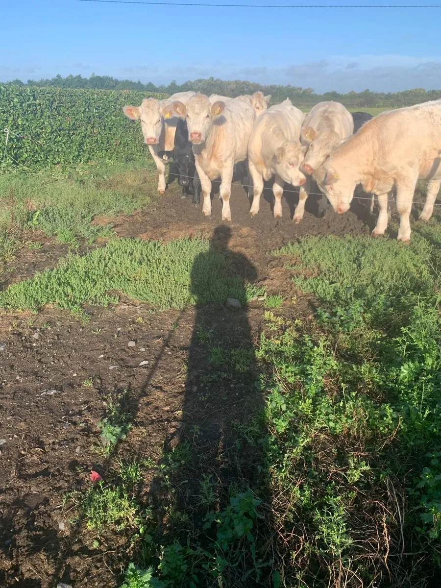 Cattle