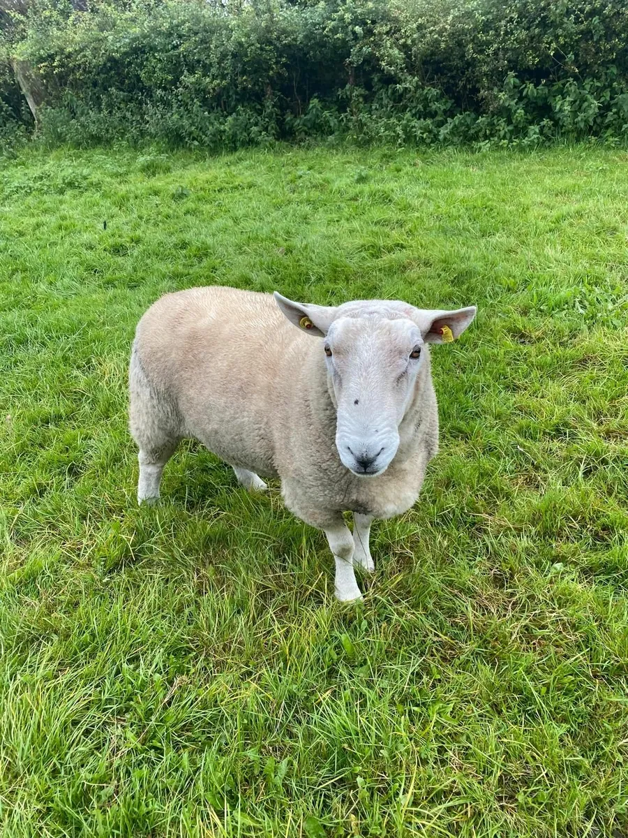 Ram - Image 1