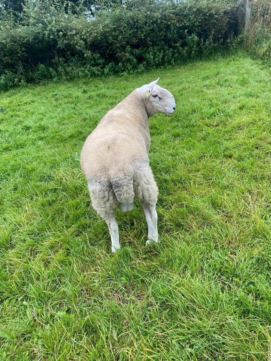 Ram - Image 2