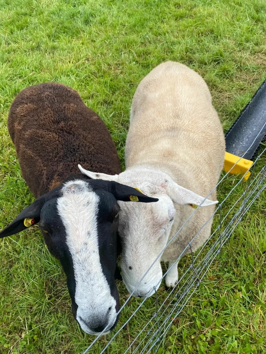 Ram - Image 3