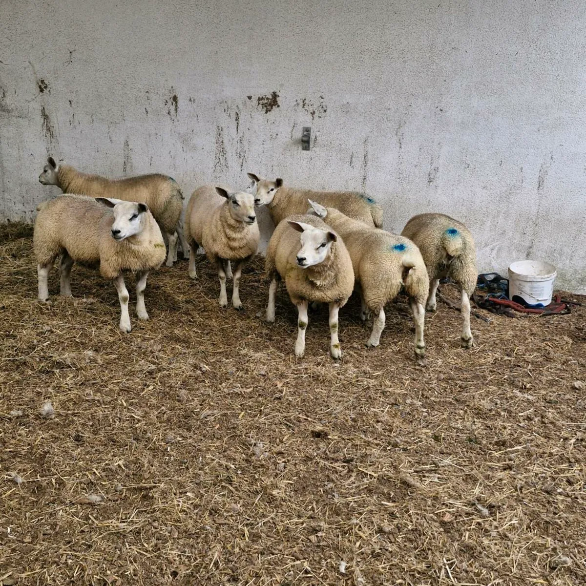 Texel ewe lambs - Image 1