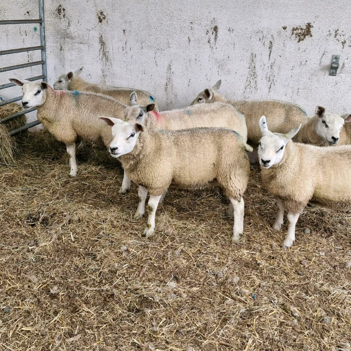 Texel ewe lambs - Image 2