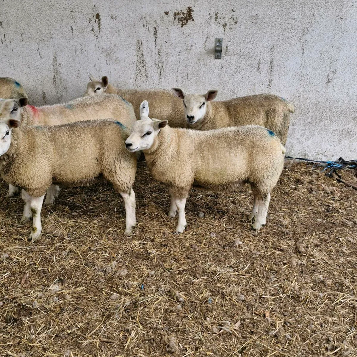 Texel ewe lambs - Image 3