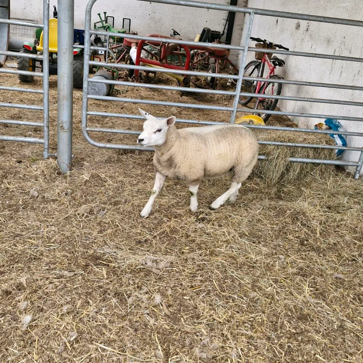 Texel ewe lambs - Image 4