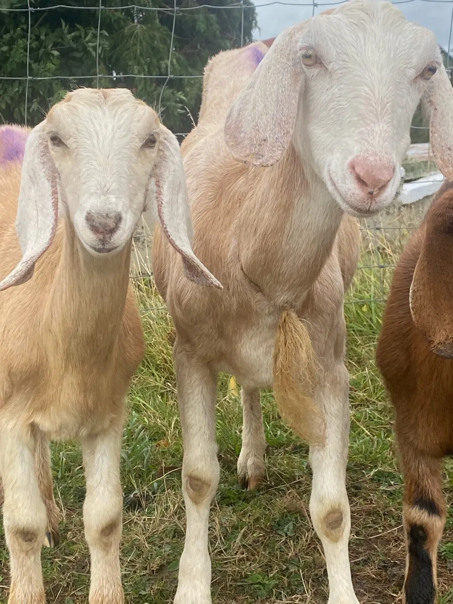 Nubian Goat with female kid  ! - Image 1