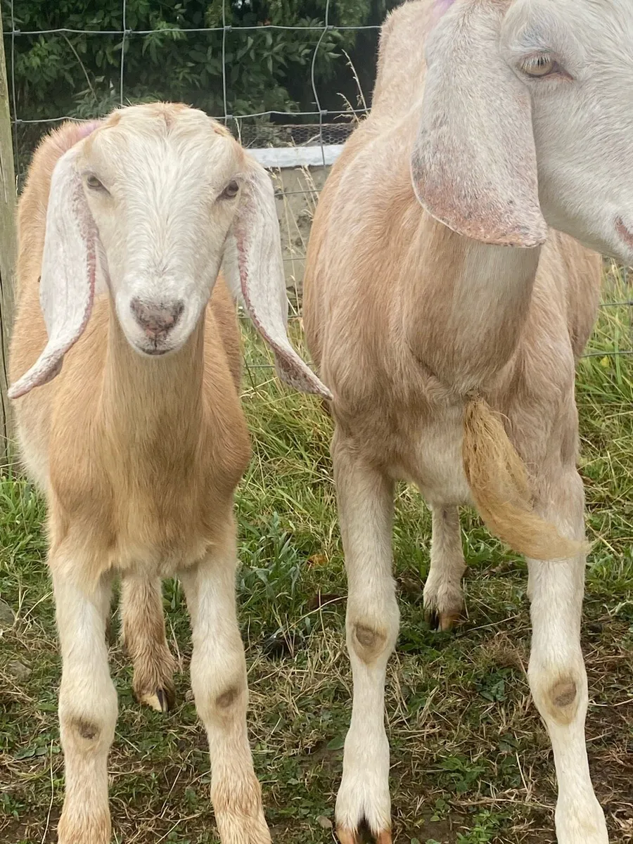Nubian Goat with female kid  ! - Image 2