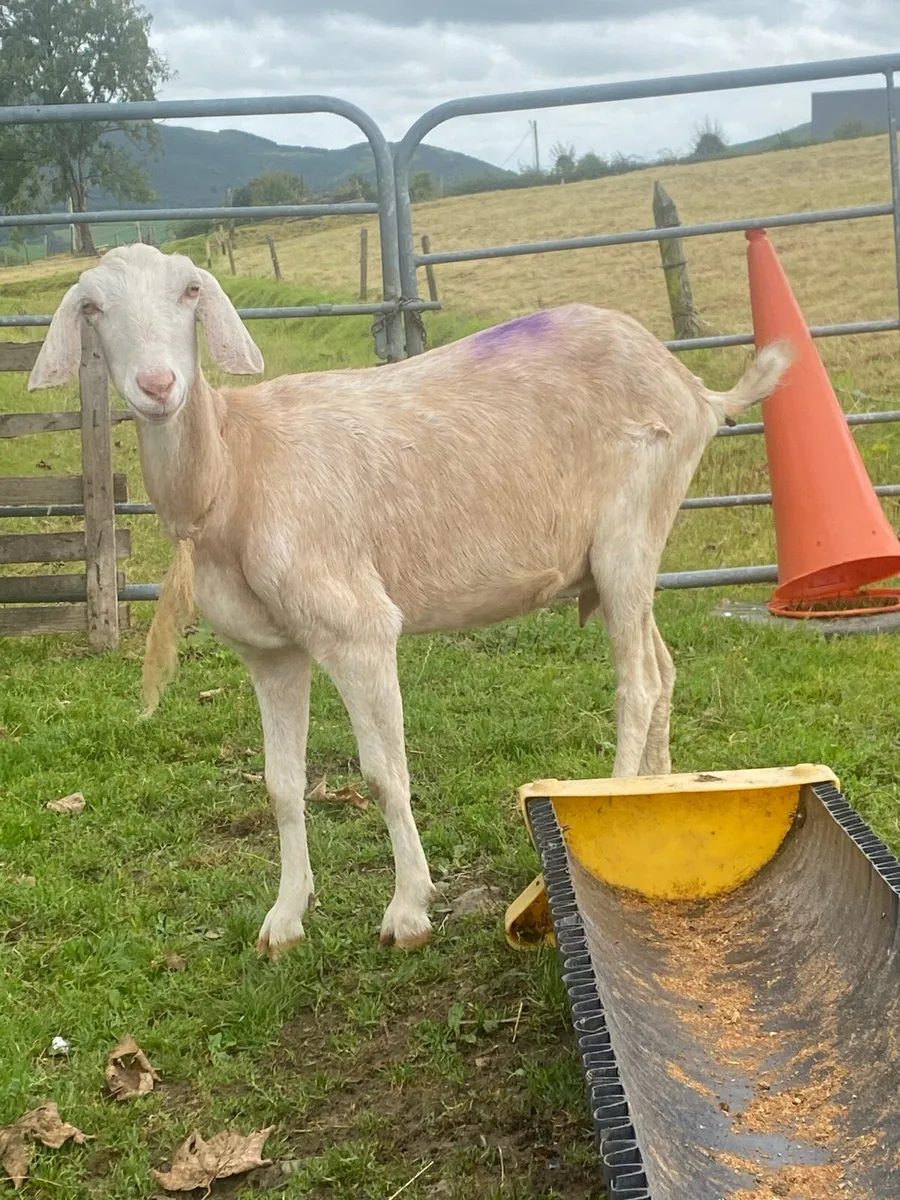 Nubian Goat with female kid  ! - Image 3