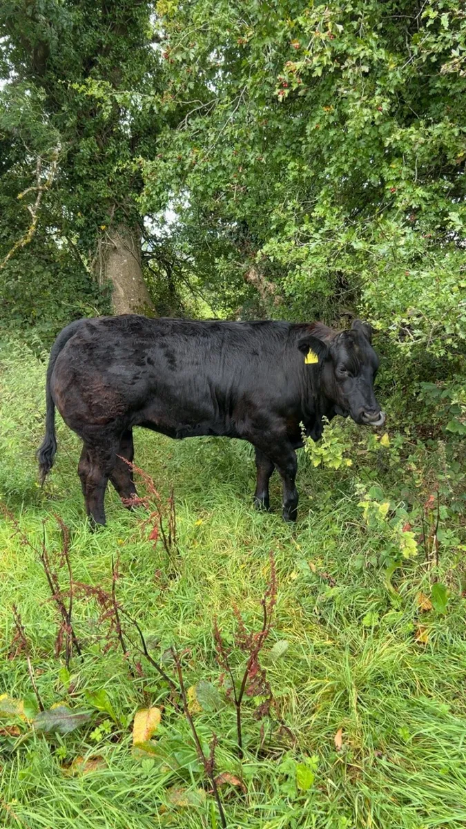 ⭐️Heifer Weanlings Elphin 1st sep⭐️ - Image 2