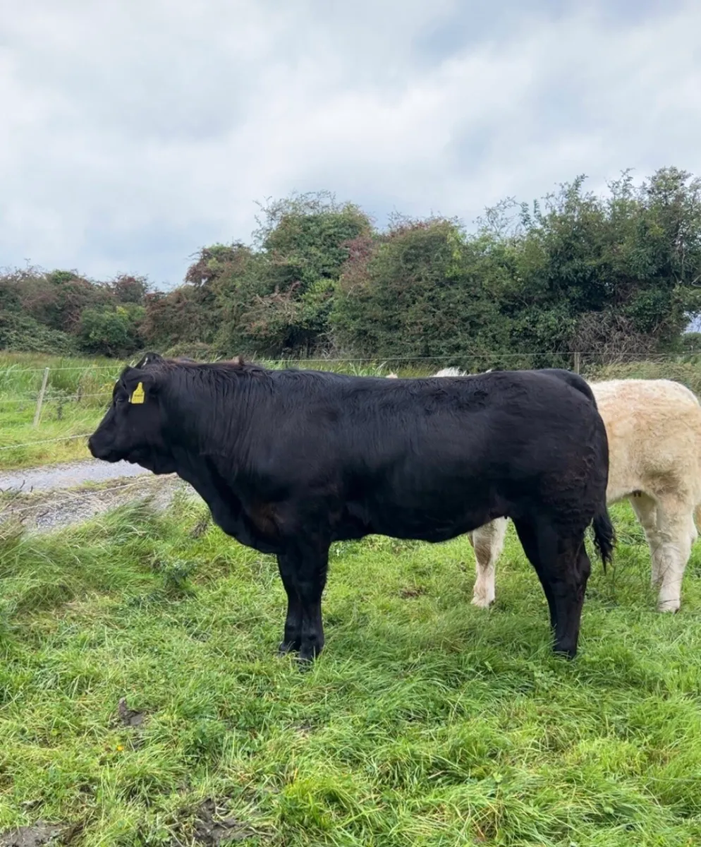 ⭐️Heifer Weanlings Elphin 1st sep⭐️ - Image 1