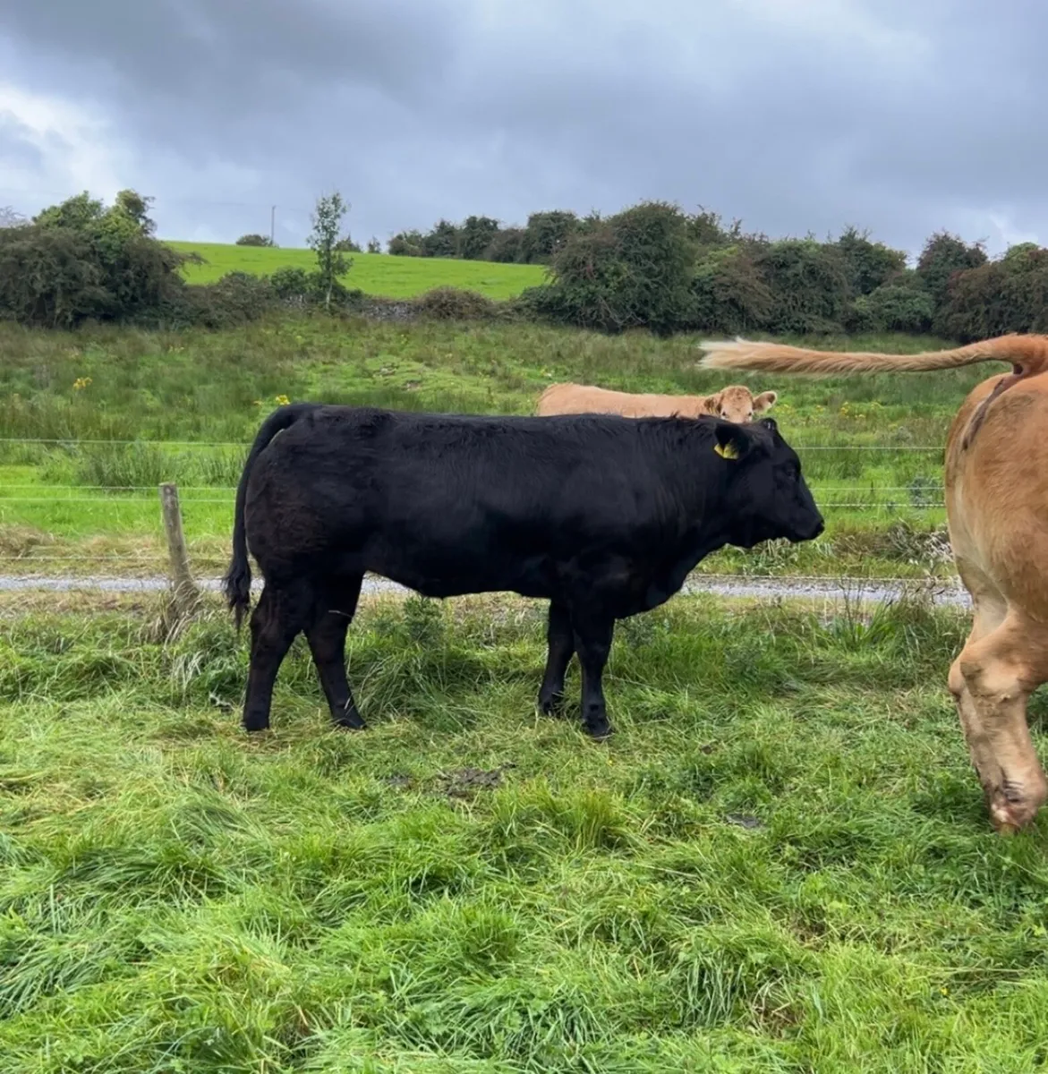 ⭐️Heifer Weanlings Elphin 1st sep⭐️ - Image 3