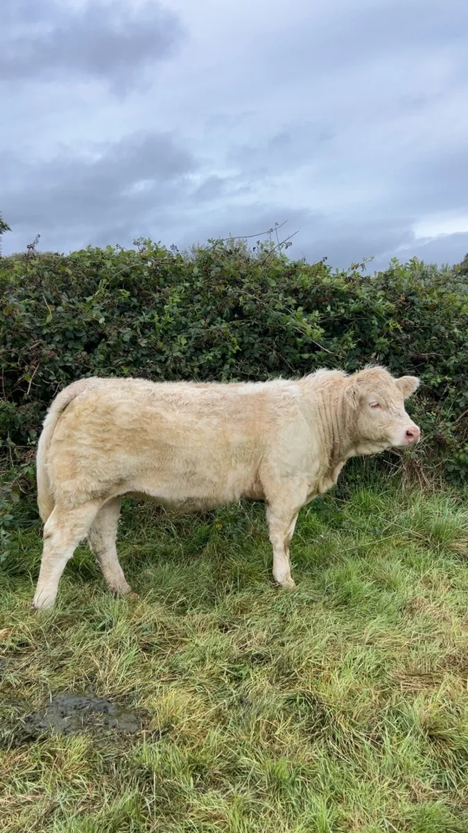 ⭐️Heifer Weanlings Elphin 1st sep⭐️ - Image 4