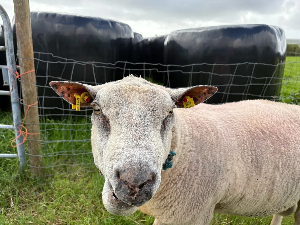 PBNR Charlollais Ram - Image 1