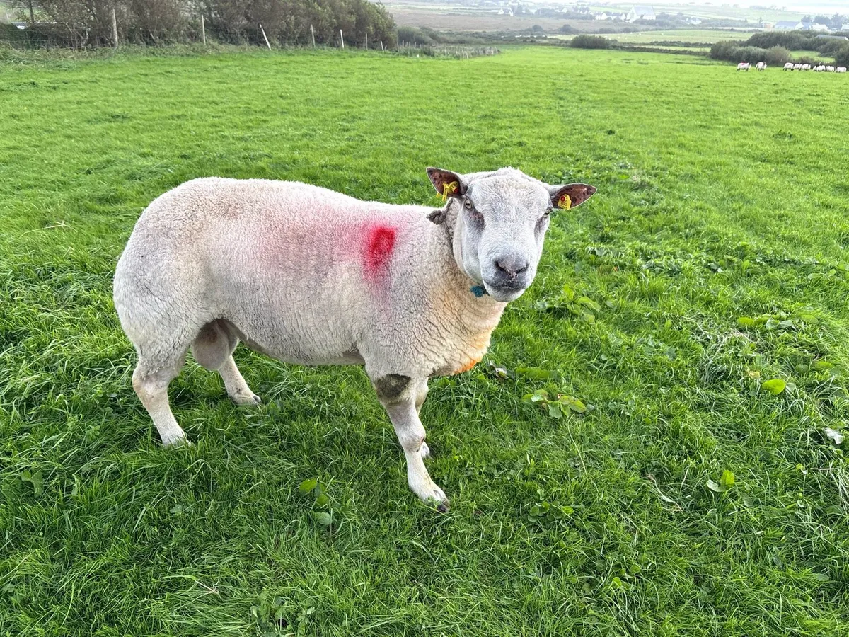 PBNR Charlollais Ram - Image 2