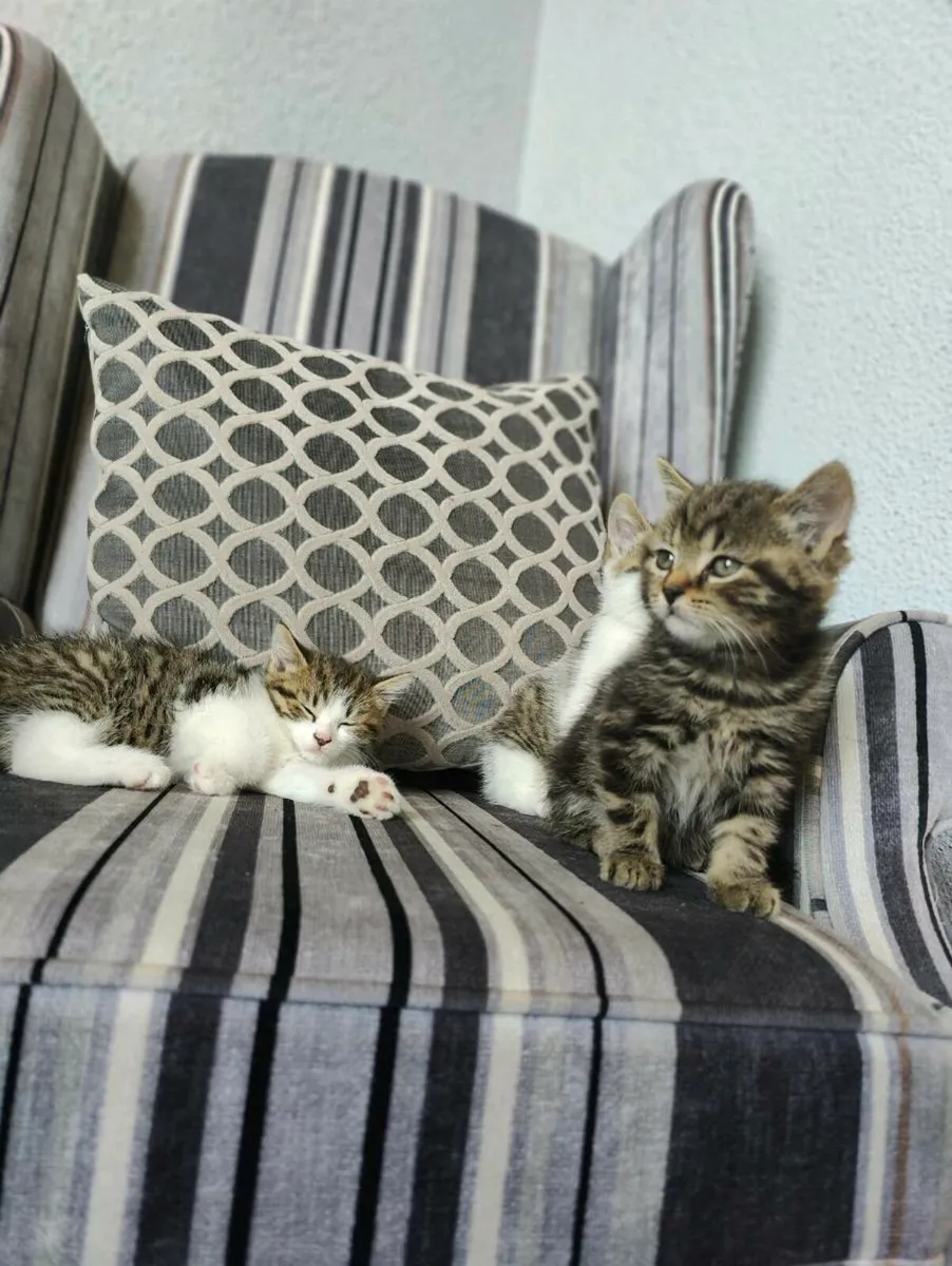 British shorthair mix - Image 1
