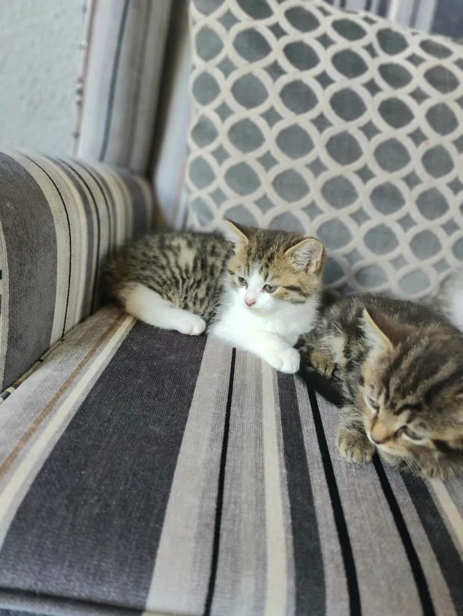 British shorthair mix - Image 2