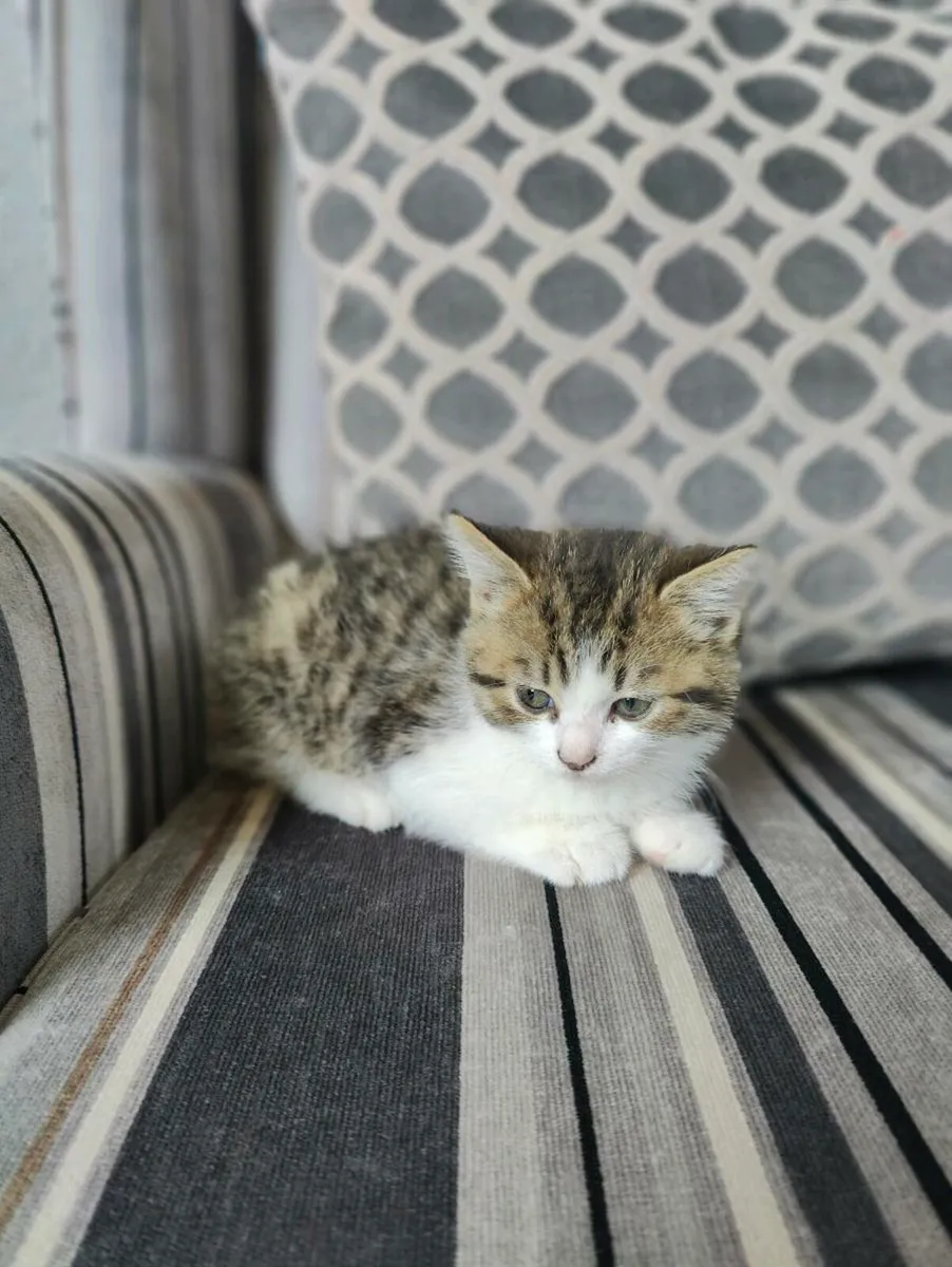 British shorthair mix - Image 3
