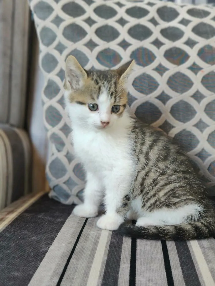 British shorthair mix - LAST ONE AVAILABLE - Image 1