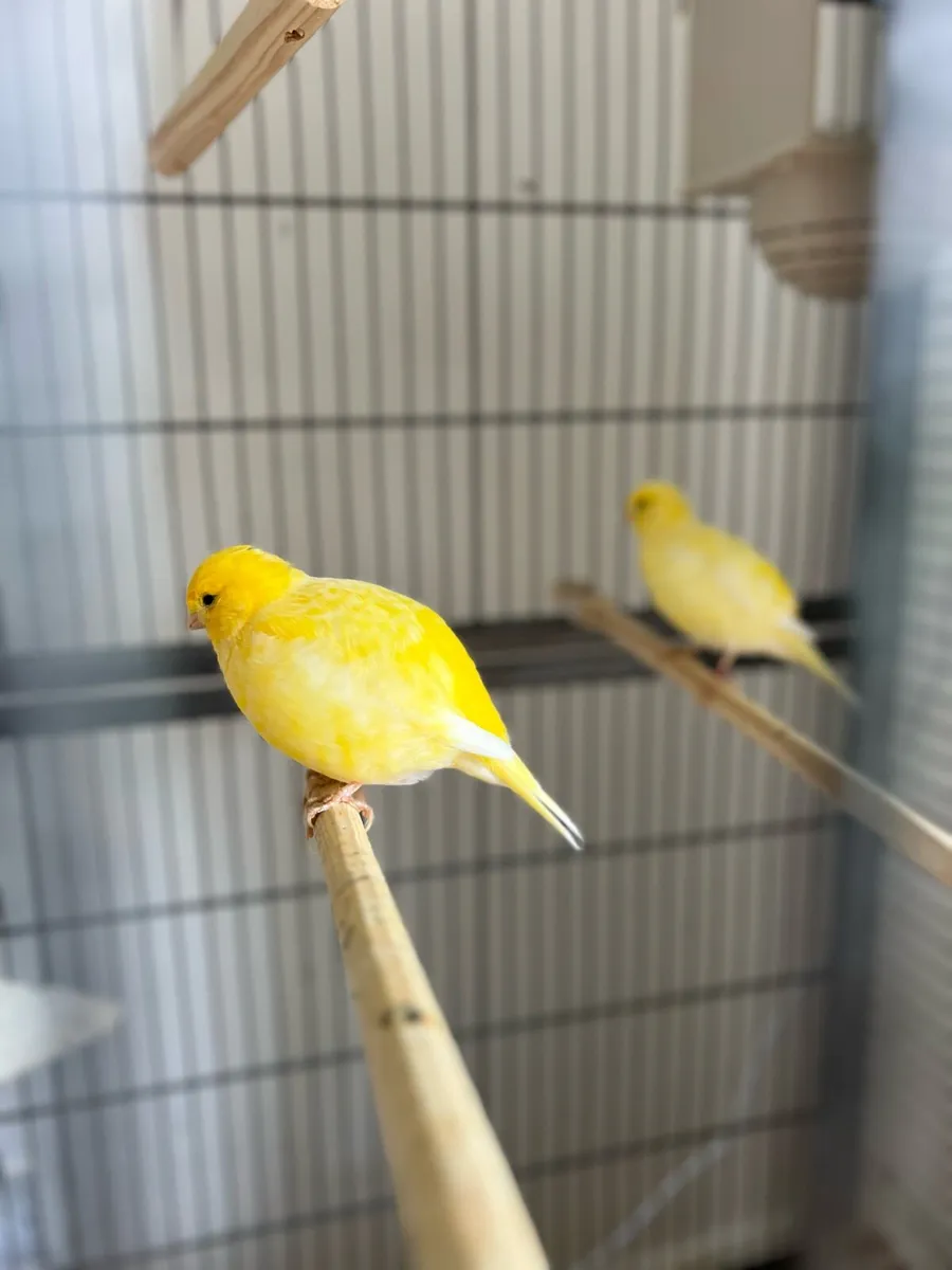 Canaries for sale - Image 1