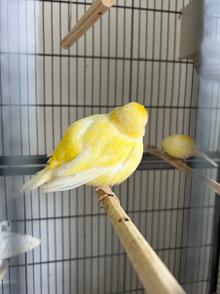 Canaries for sale - Image 2