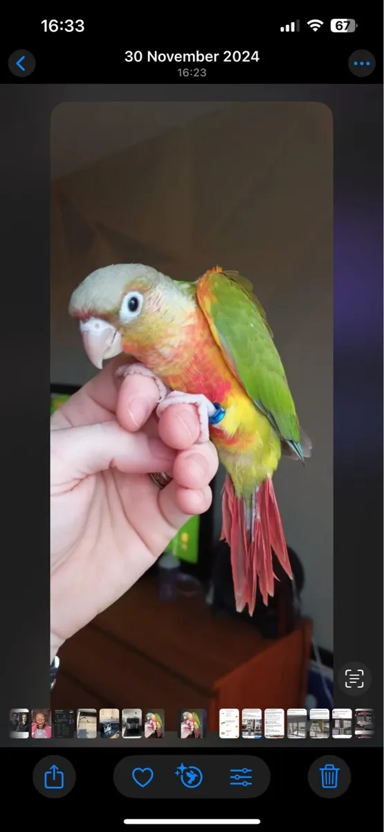 2 Conures with very big cage and lots more - Image 1